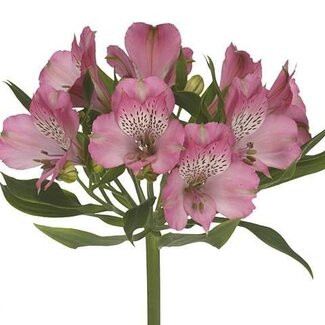 Freshy Alst.kort Avianna