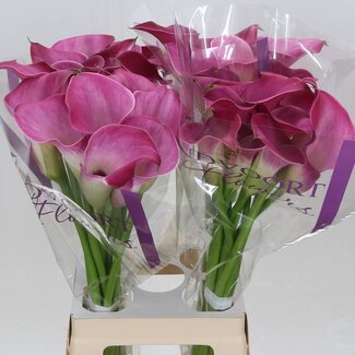 Freshy Zantedeschia Calla “Fantasia” | Colour: Purple | Length ± 70 centimeter | Per 10 stems