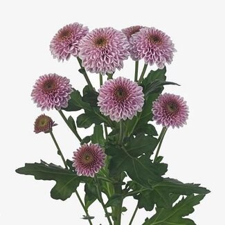 Freshy Chrysant santini Doria Pink
