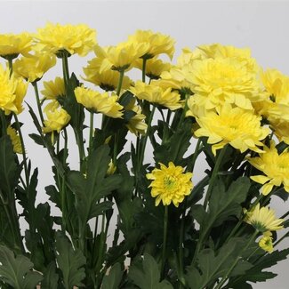 Freshy Chrysant T Pastela Sunny