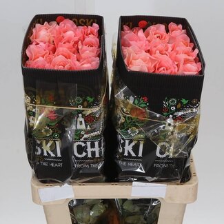 Freshy R Eq Dragonfly