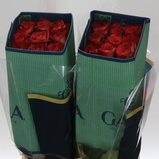 Freshy Large-flowered Rose “Leonidas” | Colour: Green | Length ± 40 centimetre | Origin Ecuador | Per 25 stems