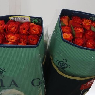 Freshy Large-flowered Rose “Atomic” | Colour: Red | Length ± 40 centimetre | Origin Ecuador | Per 25 stems