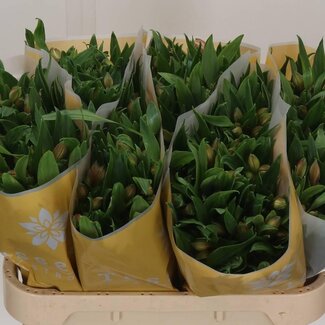 Freshy Alstroemeria Pink Floyd