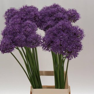 Freshy Allium Sierui “Stratos” | Kleur: Paars | Lengte ± 90 centimeter | Per 10 stelen