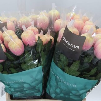 Freshy Chrysant deco Antonov Kleurbehandeld Soft Peach