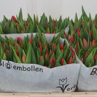 Freshy Tulp enkel Verandi