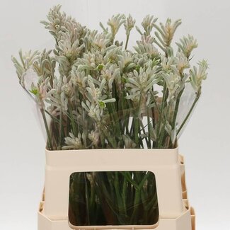 Freshy Anigozanthos Kangoeroepoot “Bush Diamond” | Kleur: Grijs | Lengte ± 60 centimeter | Per 20 stelen
