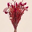Trockenblumenstrauß "Layla" | Länge ± 50 Zentimeter | Mit rosa und roten Trockenblumen