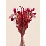 Boeket droogbloemen "Layla" | Lengte ± 50 centimeter | Met roze en rode droogbloemen
