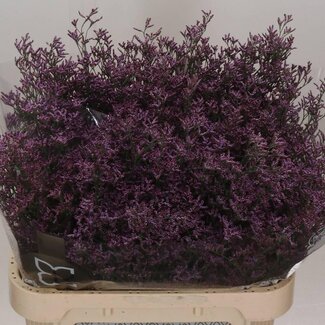 Freshy Limonium Saf Pink Sky