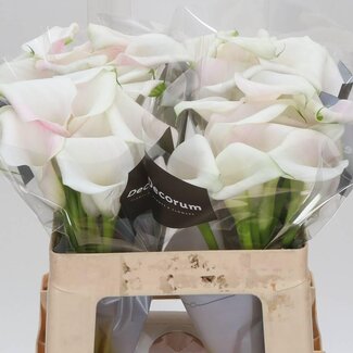 Freshy Zantedeschia Sweet Art