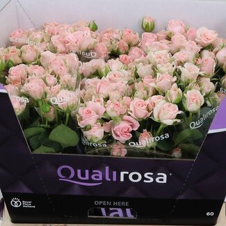 Freshy R tros Bombastic