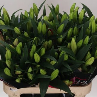 Freshy Lelie Oriental Aqua Calvados