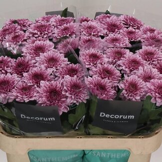 Freshy Chrysant deco Pip