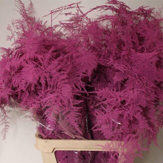 Freshy Asparagus Lang Cerise