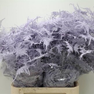 Freshy Asparagus Lang Licht Milka