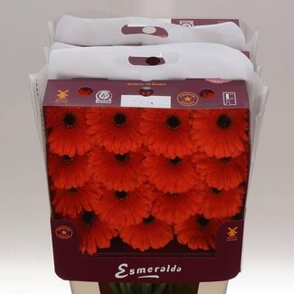 Freshy Gerbera Gr Aqua “Candela” | Kleur: Oranje | Lengte ± 45 centimeter | Per 15 stelen