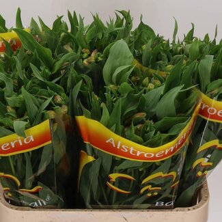 Freshy Alstroemeria “Bali” | Kleur: Geel | Lengte ± 75 centimeter | Gewicht ± 65 gram per tak | Per 10 stelen
