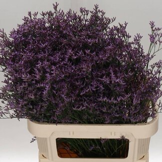 Freshy Limonium Saf Lilac