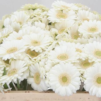 Freshy Germini. Aqua Albino x20