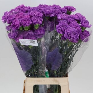 Freshy Lange Anjer “Fl Moonlite” | Kleur: Paars | Lengte ± 70 centimeter | Per 20 stelen