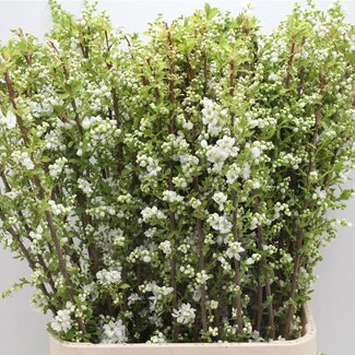 Freshy Exochorda “Mag Springtime Bio” | Kleur: Wit | Lengte ± 100 centimeter | Per 20 stelen