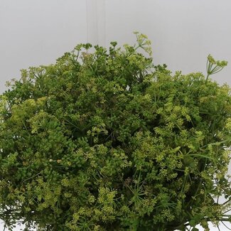 Freshy Fennel | Colour: Yellow | Length ± 55 centimeter | Per 5 bunches