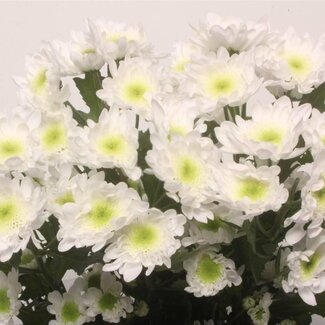 Freshy Troschrysant Chrysanthemum “Radost” | Kleur: Wit | Lengte ± 70 centimeter | Gewicht ± 90 gram per tak | Per 10 stelen