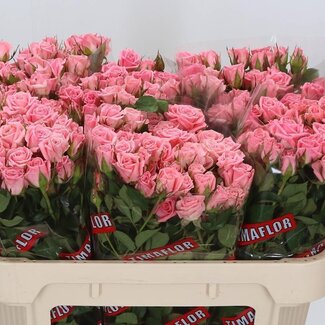 Freshy R tros Odilia