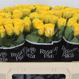 Freshy Rozen “Solero” | Kleur: Geel | Lengte ± 70 centimeter | Per 20 rozen