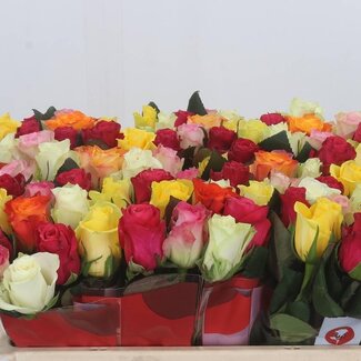 Freshy Rosa Gemengd in Bos