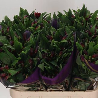 Freshy Alstroemeria “Rumba” | Kleur: Rood | Lengte ± 75 centimeter | Gewicht ± 75 gram per tak | Per 10 stelen