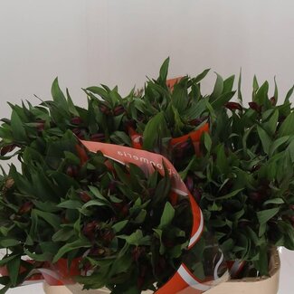 Freshy Alstroemeria “Hiphop” | Kleur: Oranje | Lengte ± 75 centimeter | Gewicht ± 60 gram per tak | Per 10 stelen