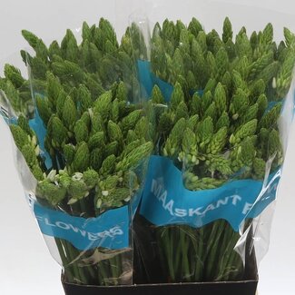 Freshy Ornithogalum Thy Mount Fuji
