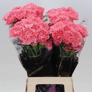 Freshy Lange Anjer “Betsy” | Kleur: Roze | Lengte ± 70 centimeter | Per 20 stelen