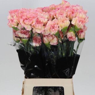 Freshy Long Carnation “Gioa” | Colour: Mixed Colours | Length ± 70 centimetre | Per 20 stems