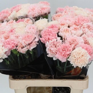 Freshy Long Carnation “Mix Marriage” | Colour: Mixed Colours | Length ± 65 centimetre | Per 20 stems