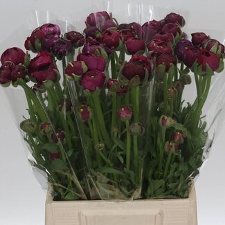 Freshy Ranunculus Elegance Dark Pink Bio