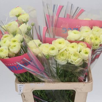 Freshy Ranunculus Romance Nohant Dark
