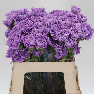 Freshy Oeillet court “Fl Moonaqua” | Couleur: Violet | Longueur ± 50 centimeter | Par 20 tiges