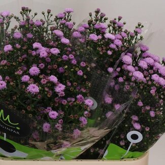 Freshy Nieuwnederlandse Aster Novi-Belgii “Double Date Pink” | Kleur: Paars | Lengte ± 80 centimeter | Per 25 stelen