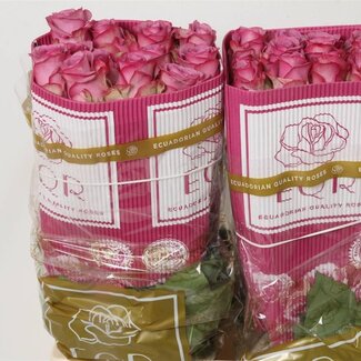 Freshy Grootbloemige Roos “Cool Water” | Kleur: Roze | Lengte ± 60 centimeter | Herkomst Ecuador | Per 25 stelen
