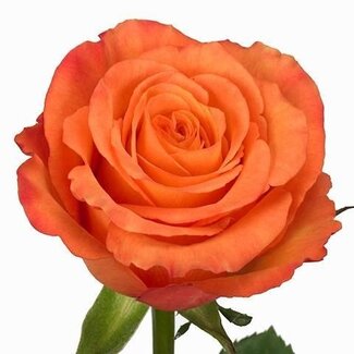 Freshy Grootbloemige Roos “Confidential” | Kleur: Oranje | Lengte ± 50 centimeter | Herkomst Ecuador | Per 25 stelen