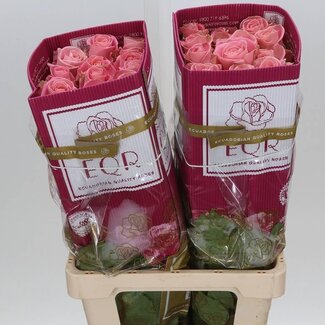 Freshy Grootbloemige Roos “Hermosa” | Kleur: Roze | Lengte ± 60 centimeter | Gewicht ± 25 gram per tak | Herkomst Ecuador | Per 25 stelen