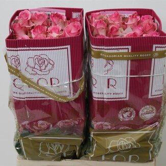 Freshy Grootbloemige Roos “Priceless” | Kleur: Roze | Lengte ± 60 centimeter | Herkomst Ecuador | Per 25 stelen