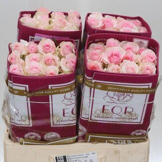 Freshy Grootbloemige Roos “Nena” | Kleur: Roze | Lengte ± 50 centimeter | Herkomst Ecuador | Per 25 stelen