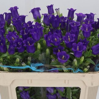 Freshy Campanula M Champion Blue