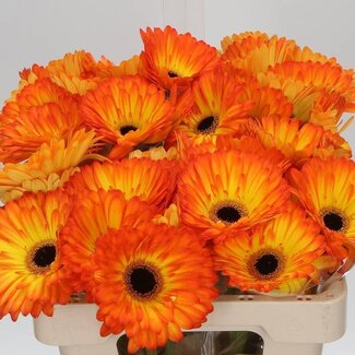 Freshy Gerbera “Catwalk” | Colour: Orange | Length ± 65 centimetre | Per 10 stems