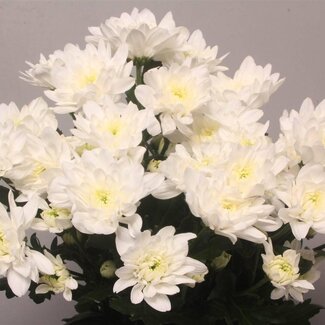 Freshy Troschrysant Chrysanthemum “Baltica” | Kleur: Wit | Lengte ± 70 centimeter | Gewicht ± 80 gram per tak | Per 10 stelen